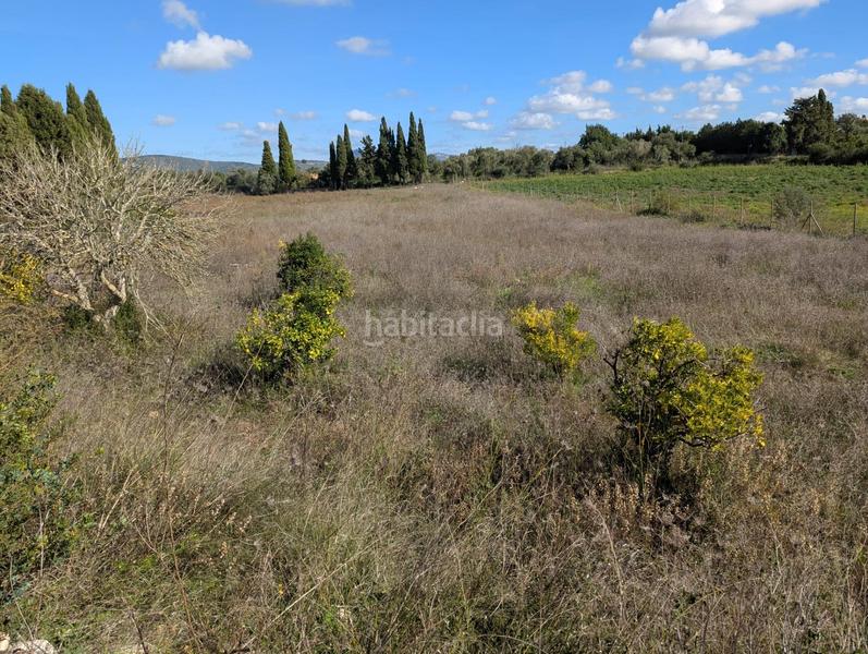 Foto 83e29af5-bd40-461f-ba3b-346cfe5ce62c. Terreno residenziale in Manacor centre Manacor