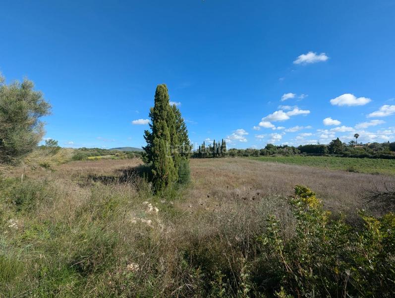 Foto da971526-7ccb-44a7-bcb7-39591368061b. Terreno residenziale in Manacor centre Manacor