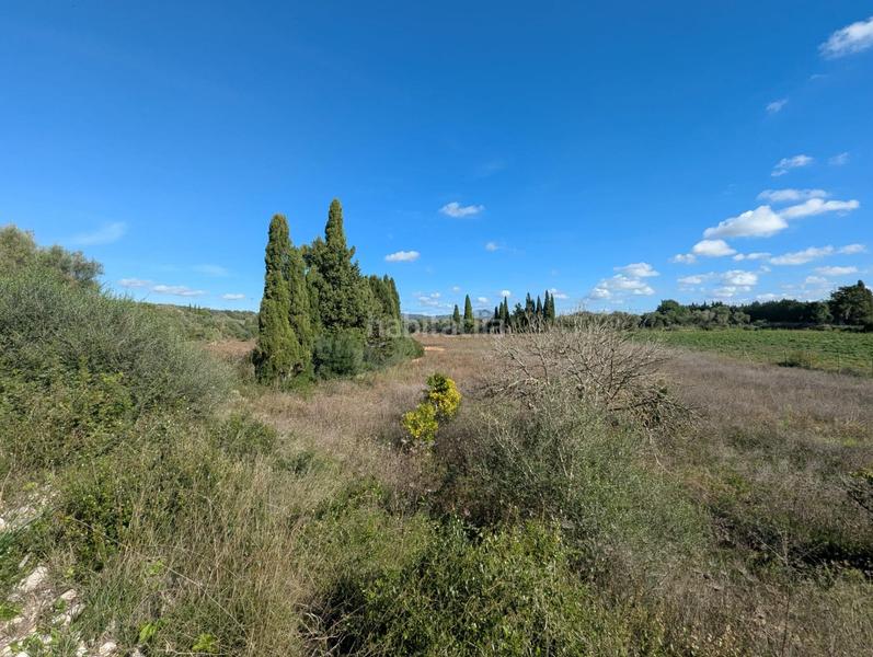 Foto e31aae59-fc00-404b-b6dd-a2ea4b93c9ff. Terreno residenziale in Manacor centre Manacor