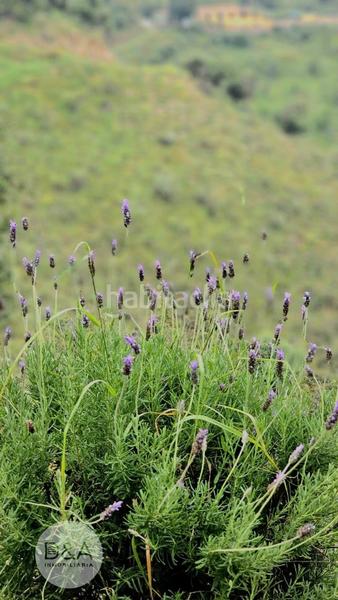 Foto 7ad933f4-6200-4b49-a780-d750996d5da2. Casa a Almogía