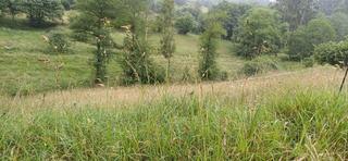 Residential Plot in Illas