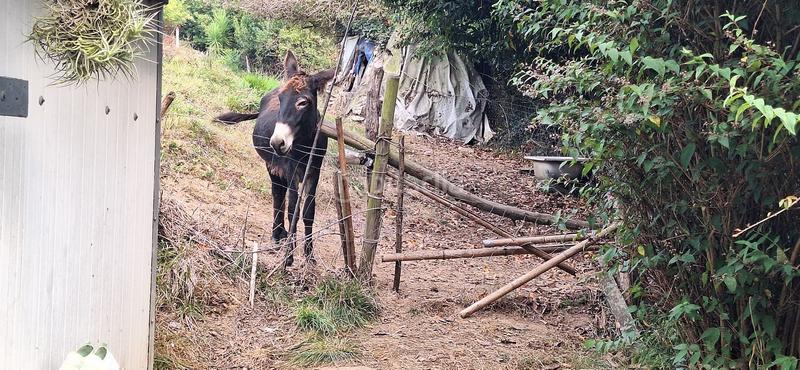 Foto 6e06203f-4038-4e57-b0a5-4ae30ae0aa08. Terreny residencial a Caldones Gijón