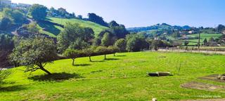 Terreno residenziale in Cenero
