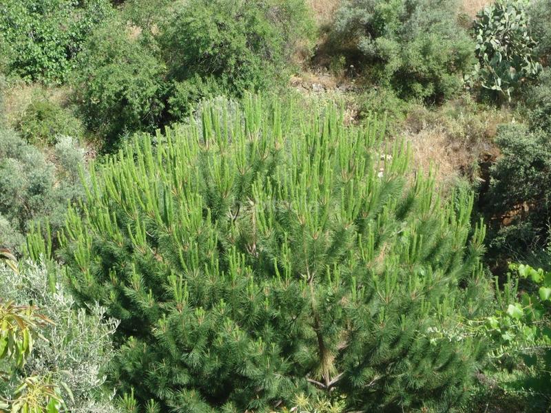 Foto a72cd43a-3162-4ae7-b3d9-bbbbd3411561. Xalet a Torrox pueblo Torrox