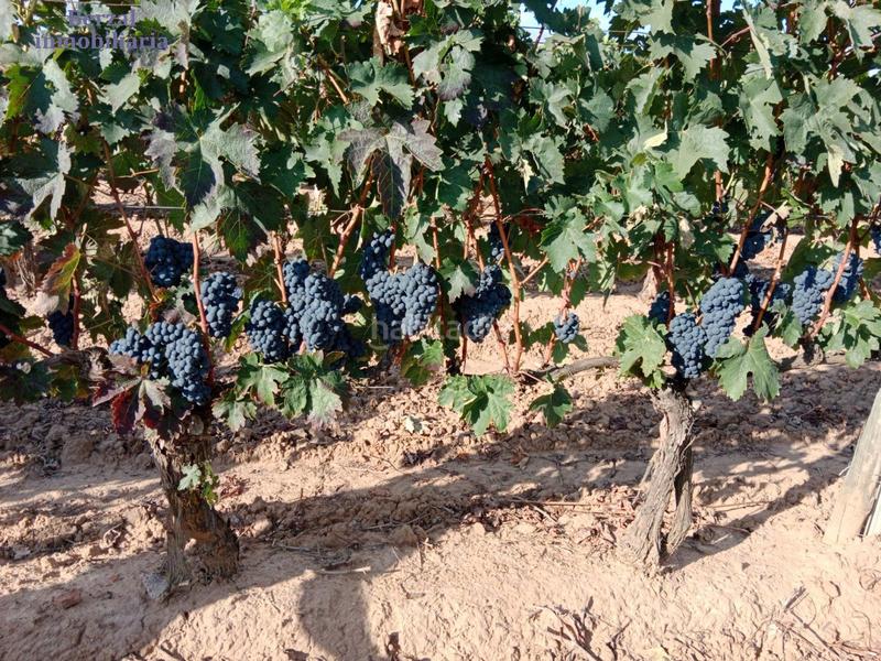 Foto f9beb402-8faa-4a8a-a5ba-12cb805f3c4f. Landgut in Entrena