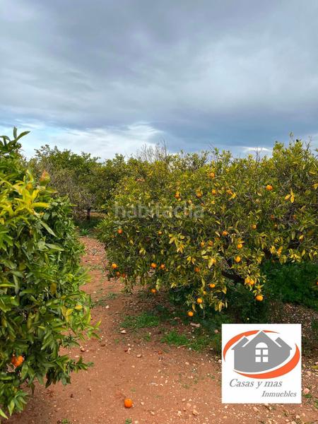 Foto fd5169ed-d496-47a6-85aa-dcb7fb15ffc0. Finca rústica finca rustica de 17 hanegadas en Madrigal Villarreal / Vila - real