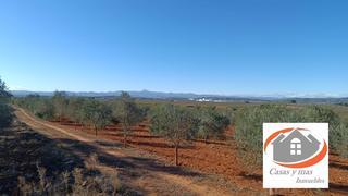 Finca rústica  Pou d'en bou. Finca de olivos