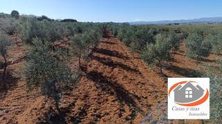 Rural plot  Pou d'en bou. Finca de olivos