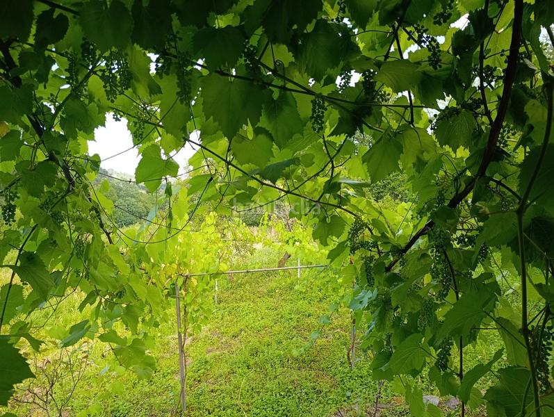 Foto 9e408d5a-1c94-4757-85db-f4e83bf20093. Casa amb calefacció a Zeberio