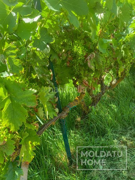 Foto ff8f424c-4109-4913-954b-6efa0f5d7c19. Finca rústica a Belascoáin