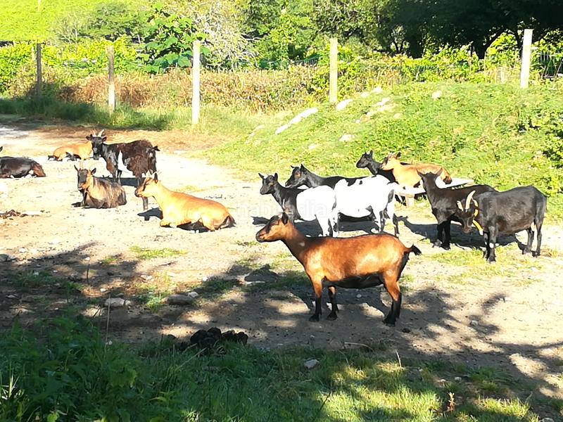 Foto e2d02906-abba-4d73-b05a-5593d31cc0ee. Finca rústica en jaitzubia auzoa 69 en Hondarribia
