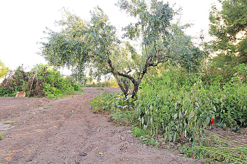 Foto 4ebb8959-a2e4-4e9e-928c-48702fa12b93. Casa in i pd 4 1090 in Castalla