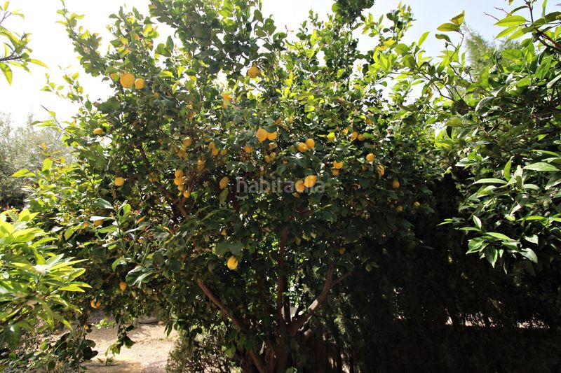 Foto 9079c917-6cf5-46fa-a603-6aa7ffa3930c. Xalet amb aparcament a Valle del Sol Mutxamel