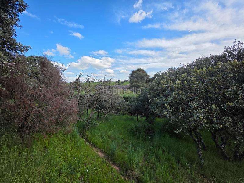 Foto 273a0dcf-1b35-48ee-895e-64eaa4d52fed. Terreny residencial a Casar (El)