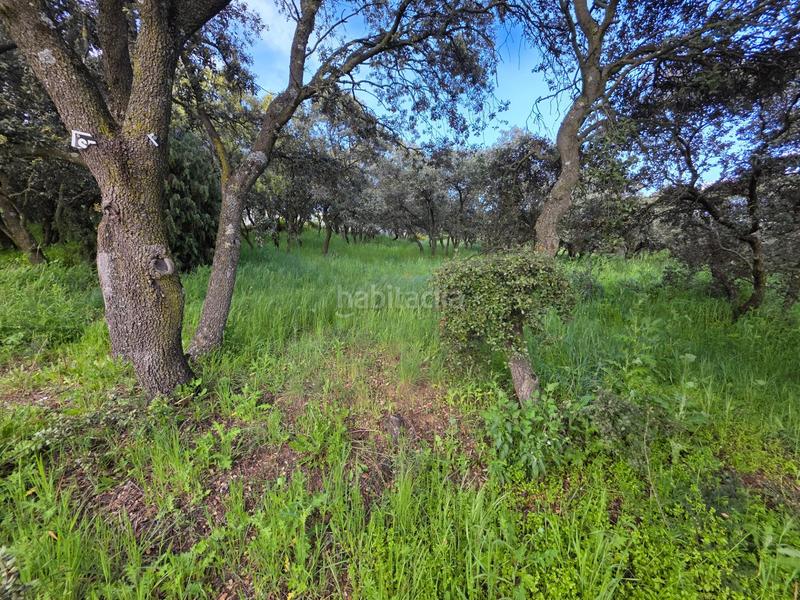 Foto 670d004e-b9f0-44ee-b97f-b8a5c378af0a. Wohngrundstück in Casar (El)