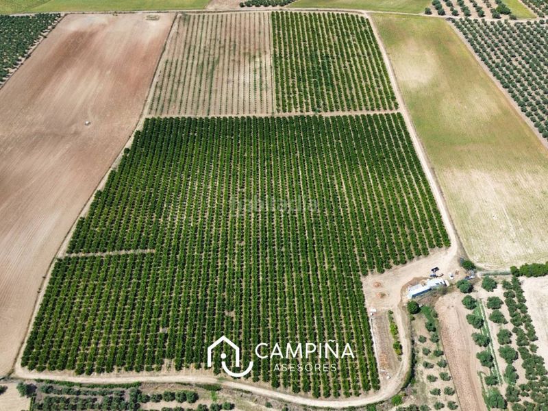 Foto af0daba5-01e9-4e1a-a896-7cf988ae7845. Finca rústica  en Gibraleón