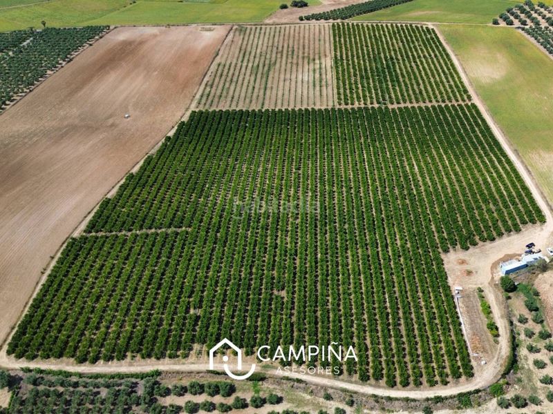 Foto dd2c5a2e-dfdb-4da8-9f42-b3ba3a163c85. Finca rústica  en Gibraleón
