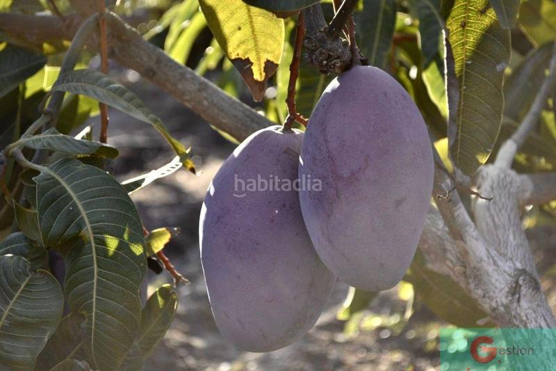 Foto d6f343a2-6a6e-4765-bbe9-b4b242de71a7. Masía finca de recreo en Centro Salobreña