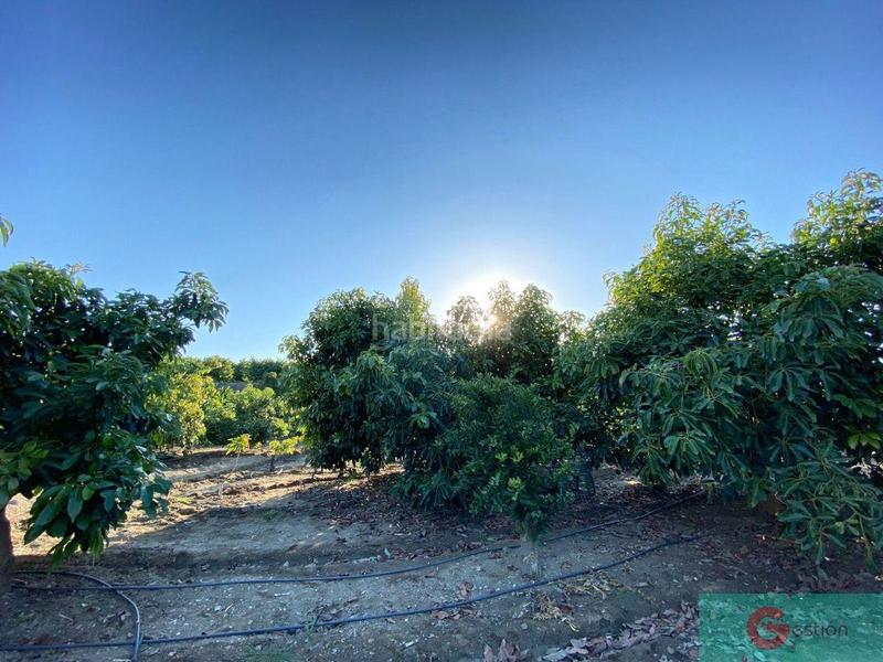 Foto d88d6719-1c94-46ca-9bd2-89552dbad62e. Masía finca de recreo en Centro Salobreña