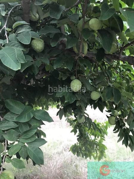 Foto 62b1eb3d-25e5-43f0-99f4-5d5e7852c874. Masía finca rustica en Centro Salobreña