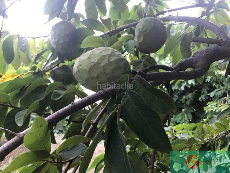 Foto 7e7bf8b2-7363-448d-b750-f305cb11f677. Masía finca rustica en Centro Salobreña