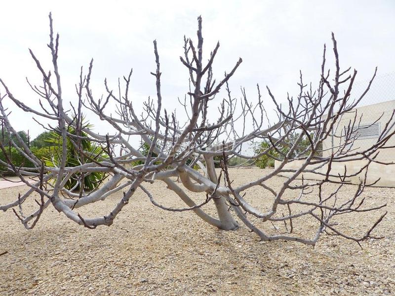 Foto acd1becf-b41c-4cfb-a811-0eca1979b913. Casa con parcheggio piscina in Totana