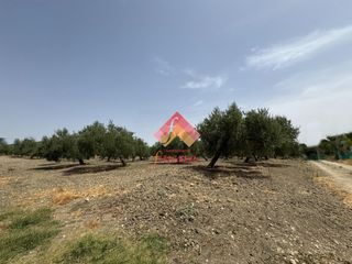 Propriété à Arriate. Parcela de olivar a pocos minutos de arriate