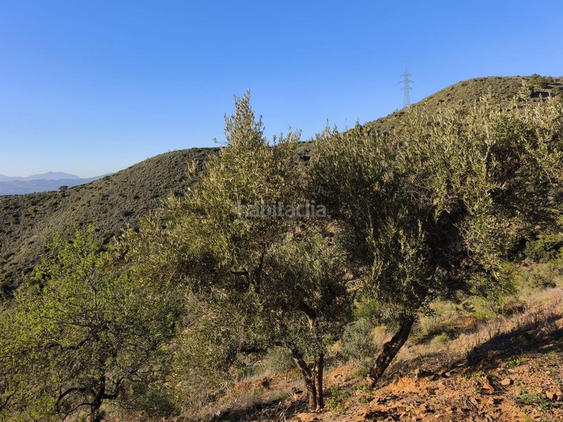 Foto c32e842f-f51a-460f-97fe-799a664c9273. Finca rústica a Residencial Jardín Botánico Málaga