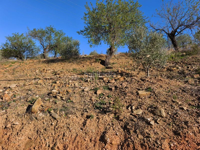Foto d8d3510f-db15-4aa0-bcaf-1b0d7f9b8f51. Finca rústica a Residencial Jardín Botánico Málaga