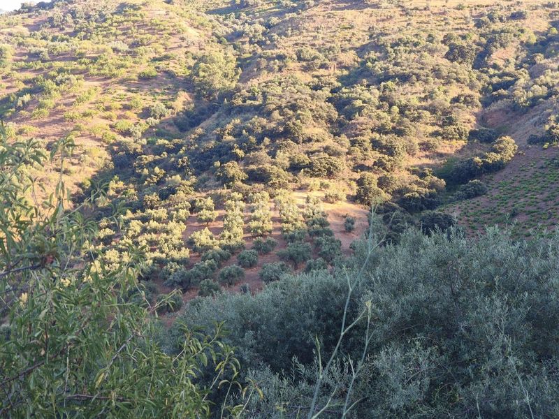Foto 56fb6c7c-e0a9-4f39-99f0-87a26a904023. Finca rústica a Colmenar