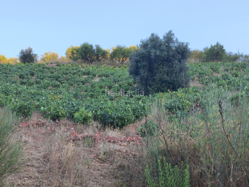 Foto fbf71f5f-d2a2-4ca6-ae79-c4db16f2a7c4. Finca rústica a Colmenar