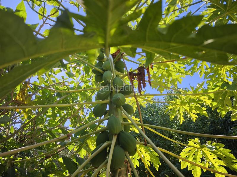 Foto 4a81348e-dfbb-4ca9-a587-4227ed84bfda. Xalet amb calefacció aparcament piscina a El Romeral-Peñón de Zapata Alhaurín de la Torre