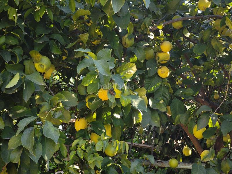 Foto 86d11d27-b827-4ef6-aa7a-dafa45afb45e. Xalet amb calefacció aparcament piscina a El Romeral-Peñón de Zapata Alhaurín de la Torre