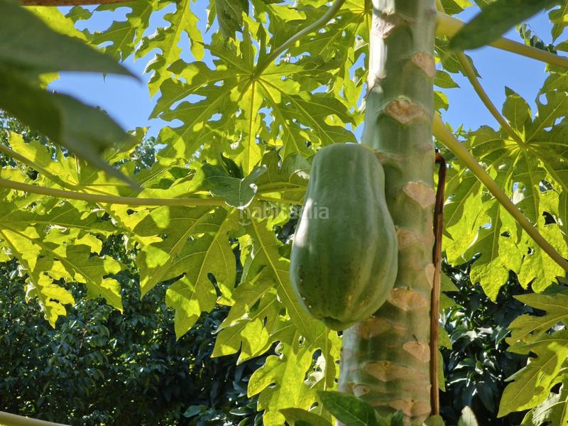Foto e406bda5-cfe7-4675-965a-ad8cd6db9ff1. Xalet amb calefacció aparcament piscina a El Romeral-Peñón de Zapata Alhaurín de la Torre