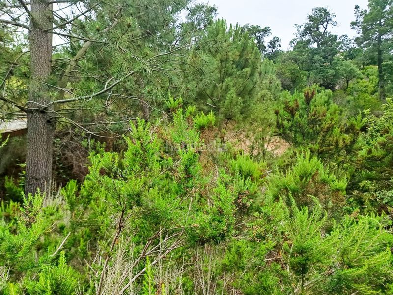 Foto ca619fcc-a82c-4076-b10d-d8c3f443ae27. Terreny residencial a Llagostera