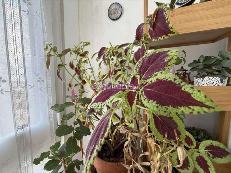 Foto dd25b838-484e-4aa1-9e11-5d788304bcf8. Flat with heating parking in Azeta - Abatxolo Portugalete