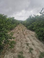 Fondo rustico in Doña Pepa