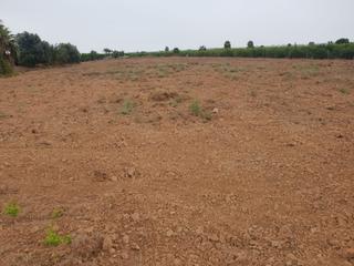 Finca rústica  Dolores. Parcela agrícola de 53 000m2