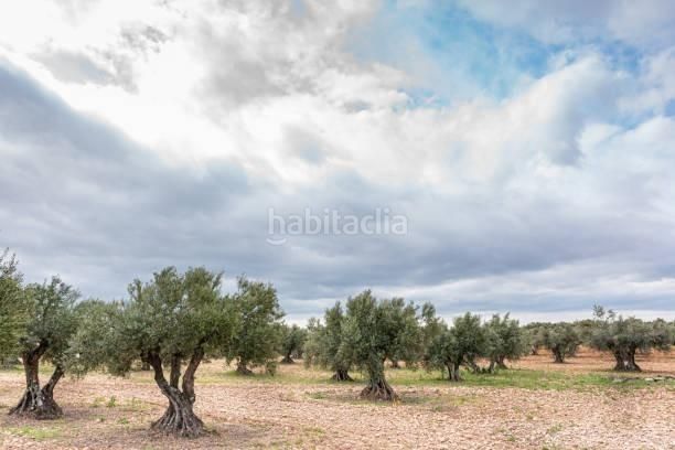 Foto a6e66aec-c74c-4c92-a1d5-0175fb10761e. Finca rústica a Desamparados - Hurchillo - Torremendo Orihuela