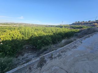 Terreno residencial en Bigastro. Finca de limoneros en producción en bigastro
