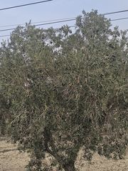 Fondo rustico in Desamparados - Hurchillo - Torremendo