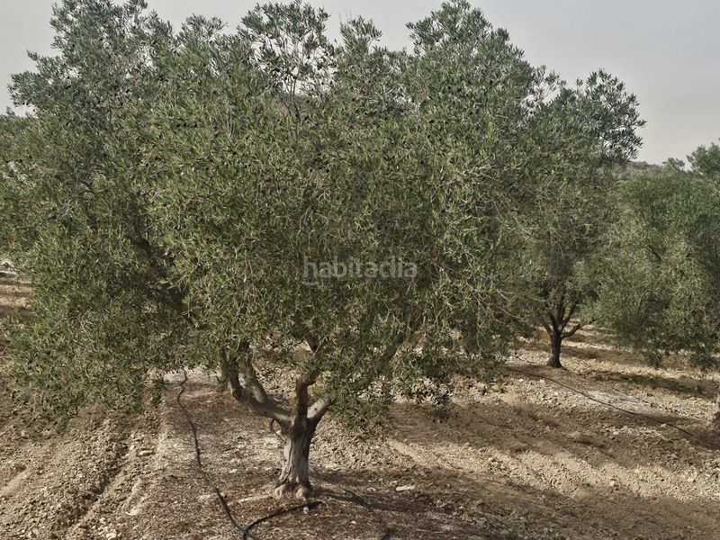 Foto 03c3e256-e39e-47cd-9fc2-279e633e5530. Finca rústica a Desamparados - Hurchillo - Torremendo Orihuela
