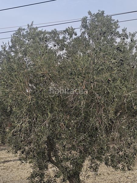 Foto 903d08ca-9579-49e9-ab0c-d7cb61a88e8c. Finca rústica a Desamparados - Hurchillo - Torremendo Orihuela