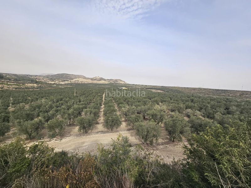 Foto bffbde1e-6410-42a3-ab61-097fc7886a0b. Finca rústica a Desamparados - Hurchillo - Torremendo Orihuela