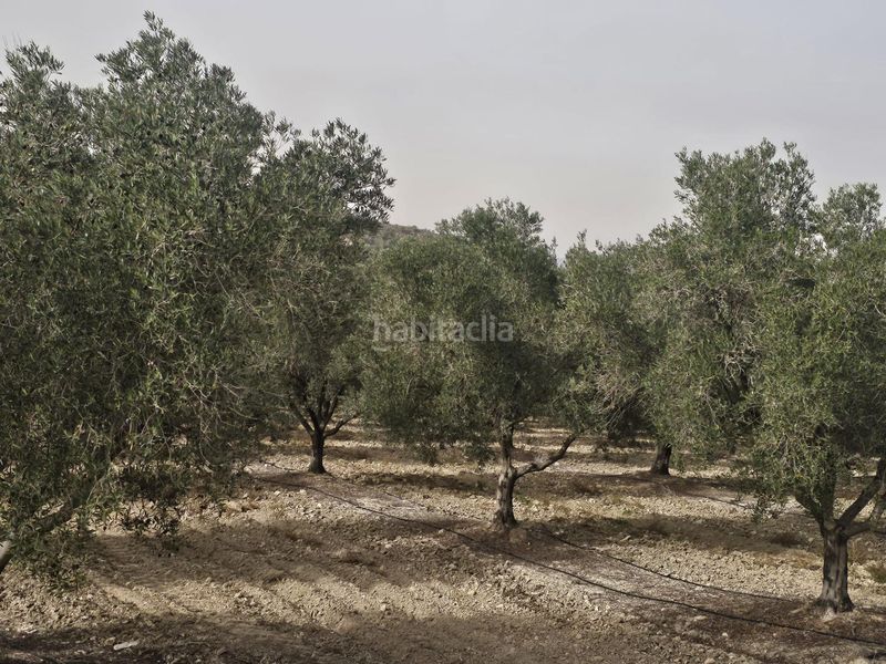 Foto cbab1af8-4057-4da2-949b-0ec0a142d4d4. Finca rústica a Desamparados - Hurchillo - Torremendo Orihuela