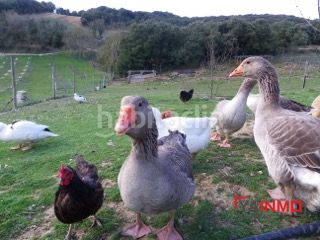 Foto c02657e8-a46c-4c69-84e7-bb5869375f03. Xalet amb calefacció aparcament a Ribera Alta