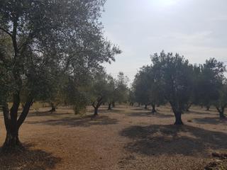 Finca rústica a Santa Bàrbara. La galera finca con agua y casa 15m2 ampliables a 40 m2
