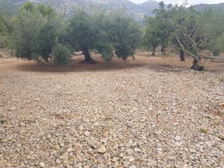 Finca rústica a Alcanar. Finca rústica de 2,5 hectàreas con agua