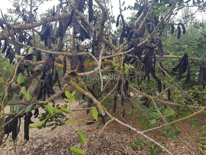 Foto e49fd48e-5601-4da2-8272-a9e52b411d0c. Propriété dans Alcanar