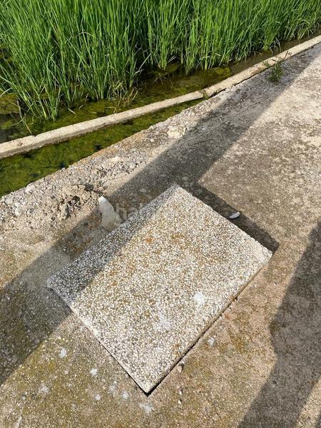 Foto c4fca283-e700-48fb-9217-2c2f9781bfa0. Masia a Eucaliptus - Poble Nou del Delta Amposta